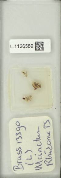 Microsorum cinctum image