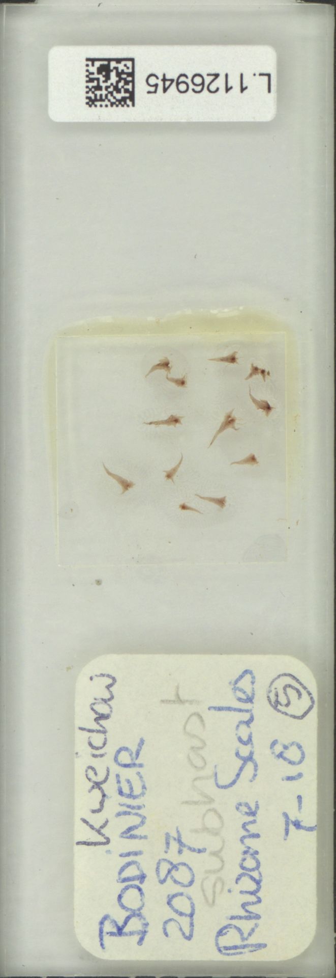 Lepidomicrosorium subhastatum image