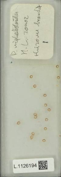 Pyrrosia niphoboloides image