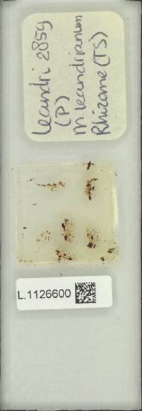 Microsorum leandrianum image