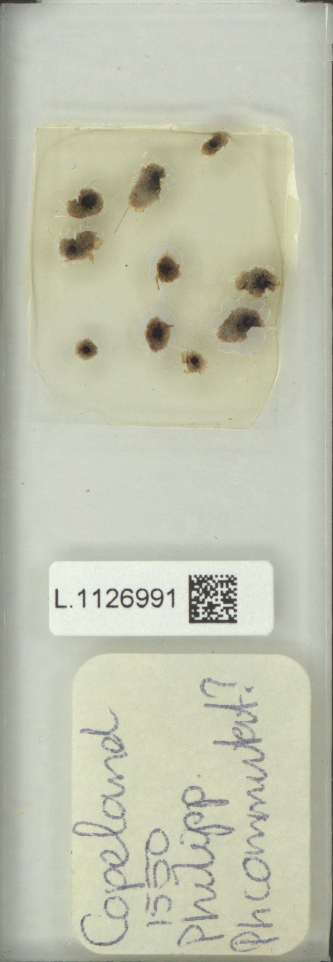 Phymatosorus commutatus image