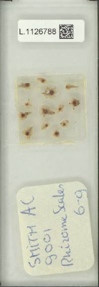 Phymatosorus alatus image