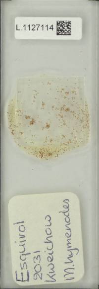 Microsorum membranaceum image