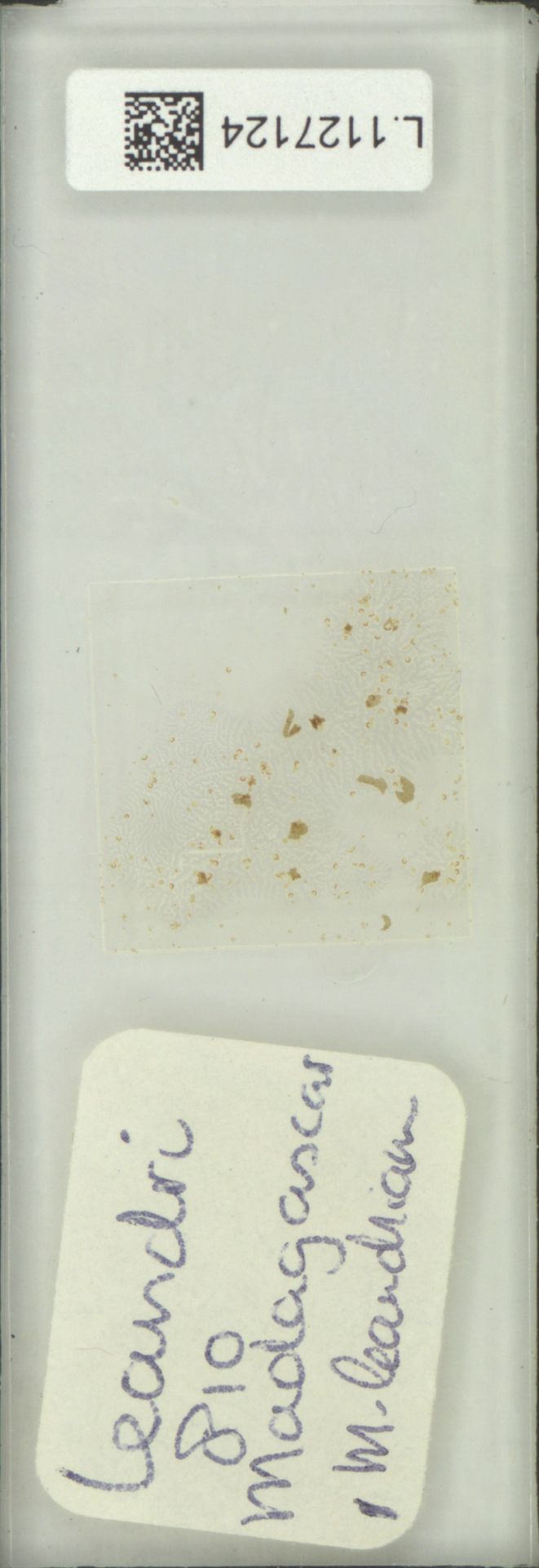 Microsorum leandrianum image
