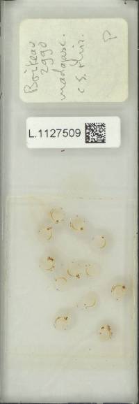 Pyrrosia rhodesiana image