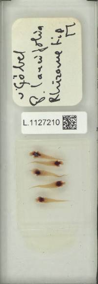 Microsorum aichmophyllum image