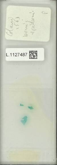 Pyrrosia bonii image