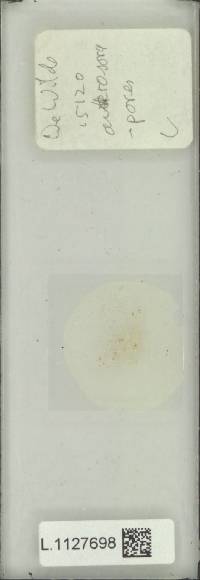 Pyrrosia asterosora image
