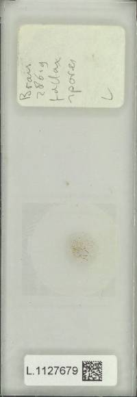 Pyrrosia fallax image