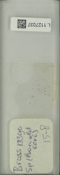 Microsorum cinctum image