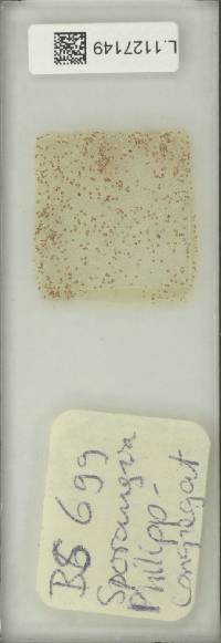 Microsorum congregatifolium image