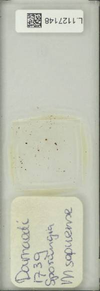 Microsorum sopuense image