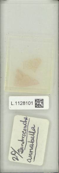 Microsorum linguiforme image