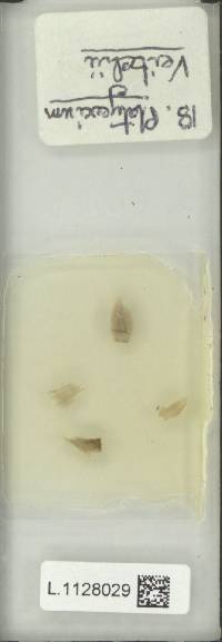 Platycerium veitchii image
