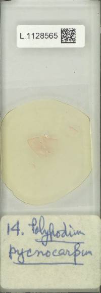 Pleopeltis pycnocarpa image