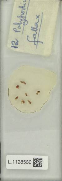 Pleopeltis fallax image