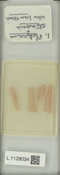 Platycerium stemaria image