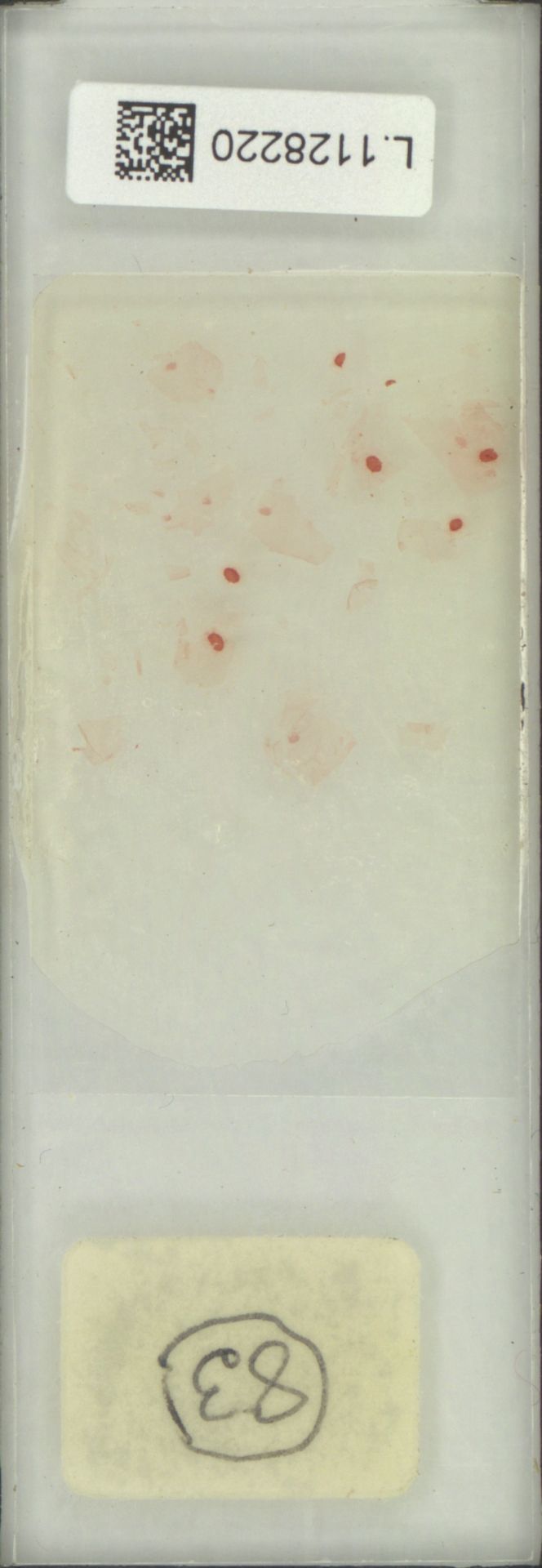 Microgramma squamulosa image