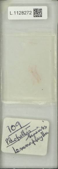 Lepisorus sinensis image