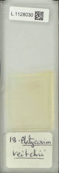 Platycerium veitchii image