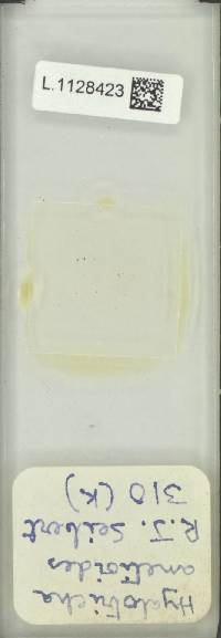 Campyloneurum anetioides image