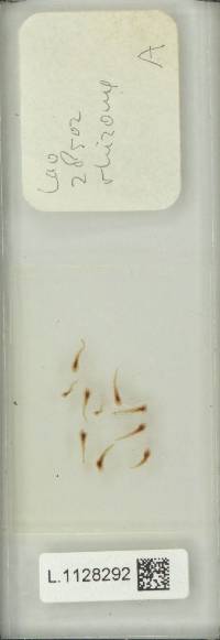 Pyrrosia porosa image
