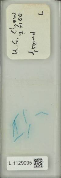 Pyrrosia petiolosa image