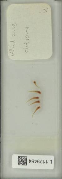 Pyrrosia porosa image