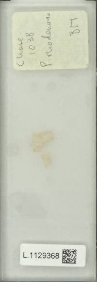Pyrrosia rhodesiana image