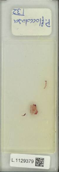 Pyrrosia flocculosa image