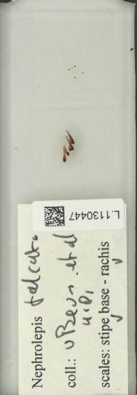 Nephrolepis falcata image