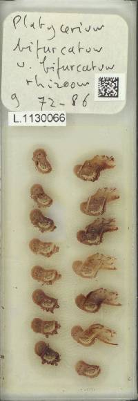 Platycerium bifurcatum image