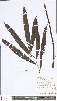 Metaxya rostrata image