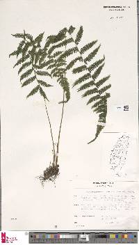 Metathelypteris uraiensis image