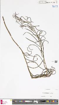 Plagiogyria stenoptera image