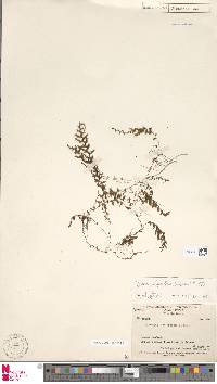 Hymenophyllum brassii image