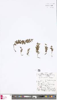 Tmesipteris vieillardii image