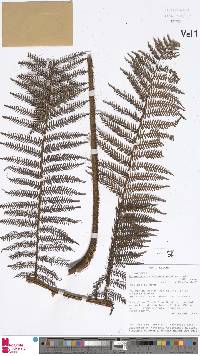 Sphaeropteris novae-caledoniae image