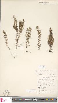 Hymenophyllum brassii image