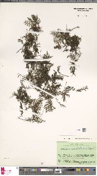 Hymenophyllum acanthoides image