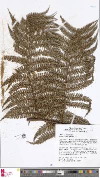 Dicksonia hieronymi image