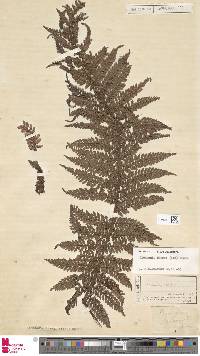 Dicksonia blumei image