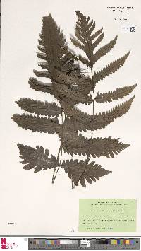 Tectaria aspidioides image
