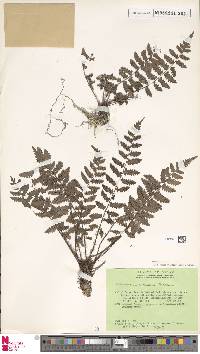 Tectaria ceramensis image