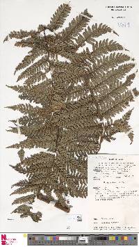 Dicksonia lanigera image