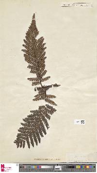 Dicksonia arborescens image