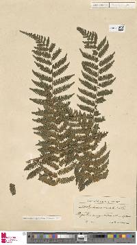 Cyathea aspera image