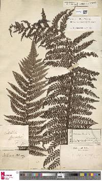 Dicksonia blumei image