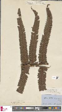 Cyathea grandifolia image