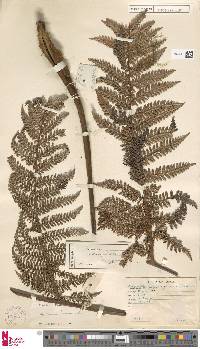 Dicksonia lanigera image